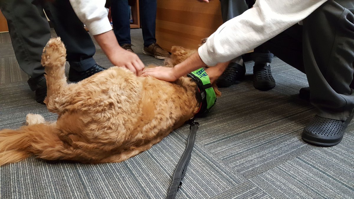 somethingtoadd's tweet image. What's better than a few lovable therapy dogs for our Gardner Betts students on a cold wintry Austin day? Not Much. #divinecanines #aisdsel