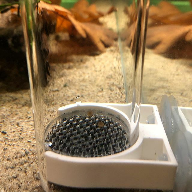 LeftCoastFish's tweet photo. Finally got my #corydorasduplicareus to spawn! Only two eggs found so far but glad they are starting to produce. #fish #aquariums #corydoras #fishtank https://t.co/uK0ryHivuR https://t.co/XU6b7Zrppw