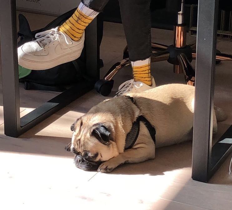 Frank is a little sleepy on this #FranklinFriday, but not us. We are gearing up for #ElectionDay - don't forget to #vote on #November5th!