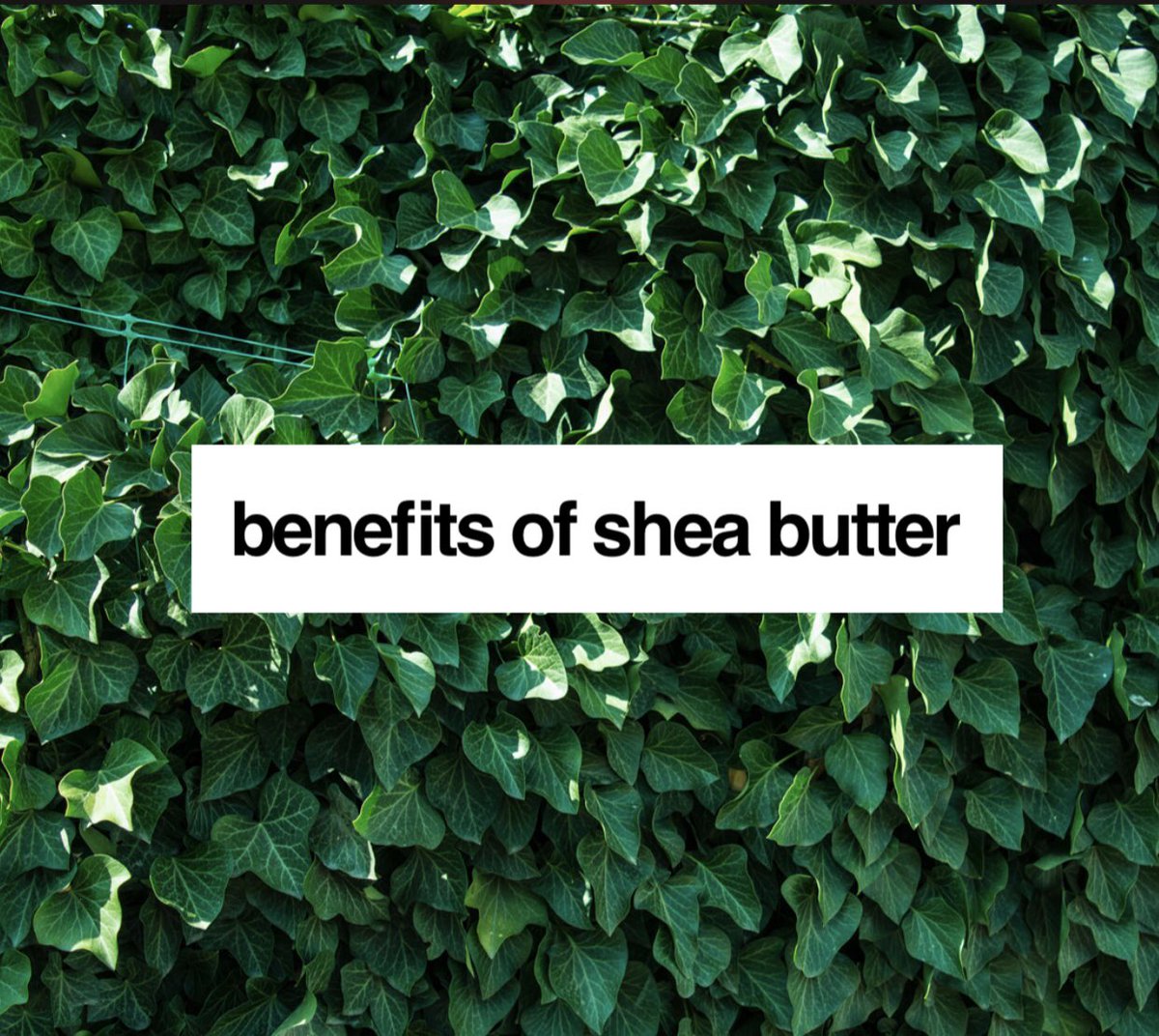 ShopPerfectP's tweet image. Benefits of Shea Butter ✨

Learn about some of the ingredients we use in our homemade products. 
#shopperfectpetals #homemade #bodyproducts #healthyskin #healthyskincare #sheabutter #sheabutterbaby #skincaretips #shoplocal #chicago