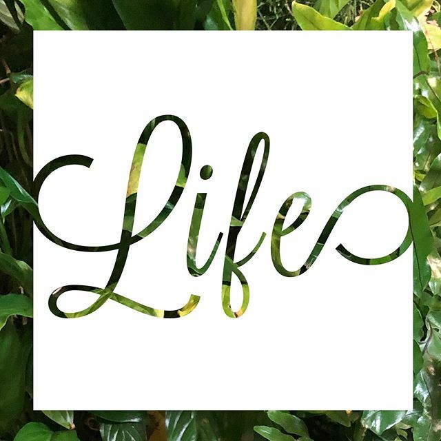 Only1Mariko's tweet photo. "The Buddhist teaching of the oneness of life and its environment tells us that humanity and the natural world are one. That is why if we wish to protect the environment, we must transform and purify the three poisons- greed, anger, and foolishness- that… https://t.co/xQH0CaE7sV https://t.co/3ADkGv7tKW