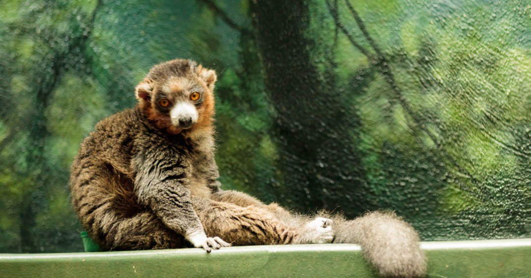 For the love of Pete, please tell me it's the weekend already. 😂 #photographerslife #portraitphotography #animalphotography #PhilidelphiaZoo #Philidelphiaphotography #Philidelphiaphotographer #travelphotography #destinationphotographer