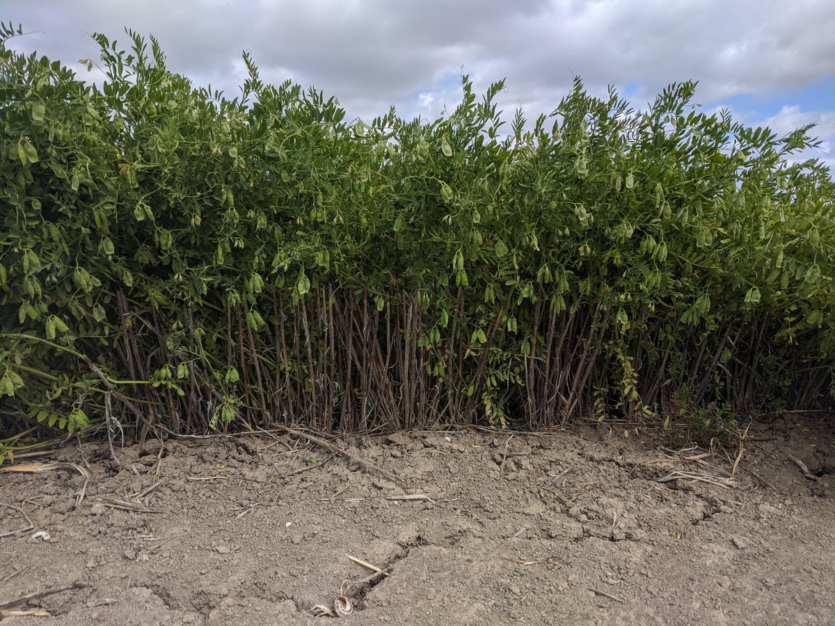 TRethus's tweet photo. Great example of trellised lentils keeping those pods off the ground to improve harvest efficiency. https://t.co/M6JnMdzBPF
