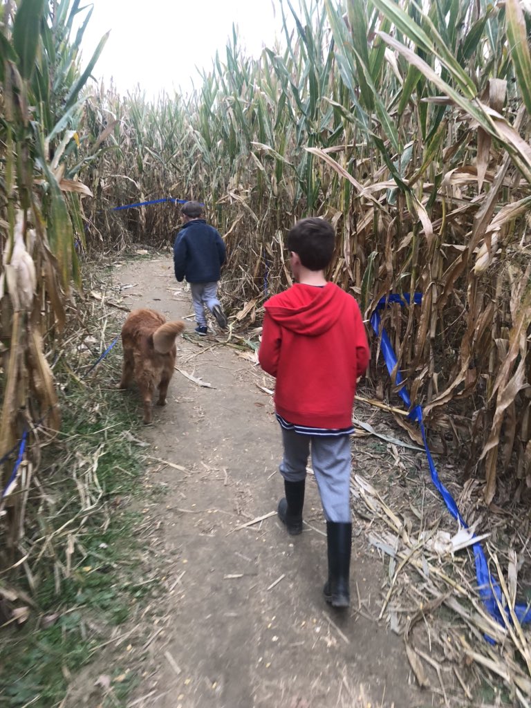 TourdeShadow's tweet photo. Conquered the corn maze, met some pigs (cows, turkeys, and chickens, too), climbed the tires, and enjoyed all the sights and sounds at the farm this evening! #BloomsandBerries #FallontheFarm #Shadtastic #stilladventuring #ourtrooper https://t.co/yoZkw0CFqq