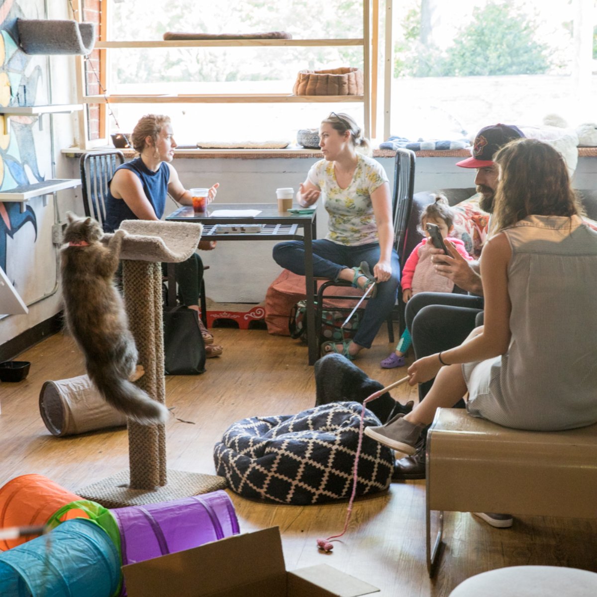 JavaCatsCafe's tweet image. Drink coffee and hang out with cats! What's not to love!