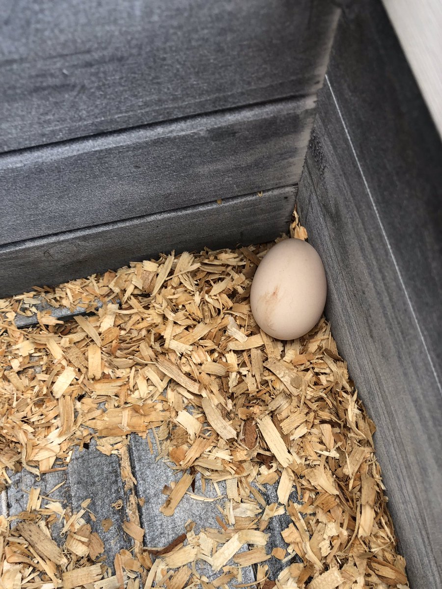 Traci_Morton12's tweet photo. LOOK - live chickens on campus! The Second Grade students will be observing and caring for the chickens to learn more about their habitats and basic needs required for survival. They must be doing something right...we already have our 1st EGG! #WeAreAvalon #AnimalLifeCycle https://t.co/t06TTctzH7