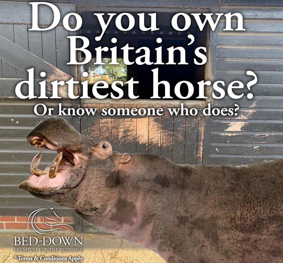 beddownbedding's tweet image. 🎉WIN A YEAR'S SUPPLY OF BED-DOWN BEDDING🎉We are looking for Britain's dirtiest stabled horse. Tweet us a pic of your horse @beddownbedding, follow us, RT and tag your friends. Use #trymenow #greatbritishbedoff T&amp;amp;Cs apply facebook.com/beddownbedding… Ends 31.12.19 11.59pm