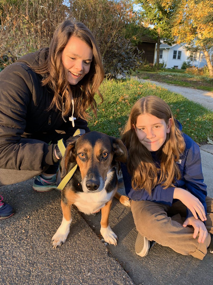 I've Pet That Dog on Twitter: "I Conway. He is a 4 year German Shepherd, Basset Hound mix. His caregivers say he is 4 feet long and 1 foot tall.