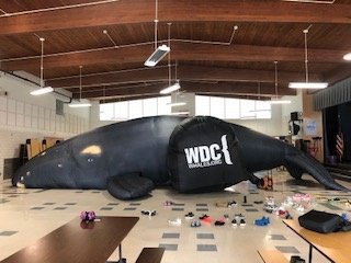 4th graders had a whale of a time with this life-sized inflatable right whale.  Inside, they got to see her lungs, skeleton, skull, and baleen!  What a fun way to wrap up whale week.  Thank you to our PTO for helping to make this possible! #TitanTown #NPES