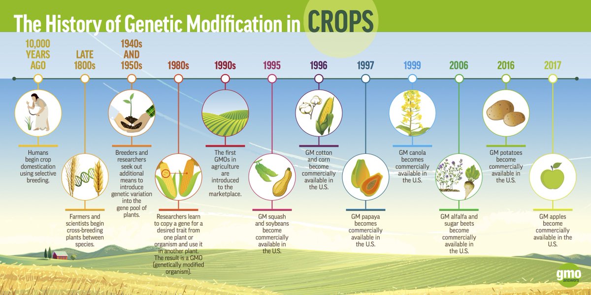Ag Biotech (@agbiotech) on Twitter photo How long have we been modifying our food? How long have GMOs been around? Check out this history of genetic modification in crop graphic to clear up any misconceptions. <a href="/GMOAnswers/">GMOAnswers</a> How long have we been modifying our food? How long have GMOs been around? Check out this history of genetic modification in crop graphic to clear up any misconceptions. <a href="/GMOAnswers/">GMOAnswers</a>