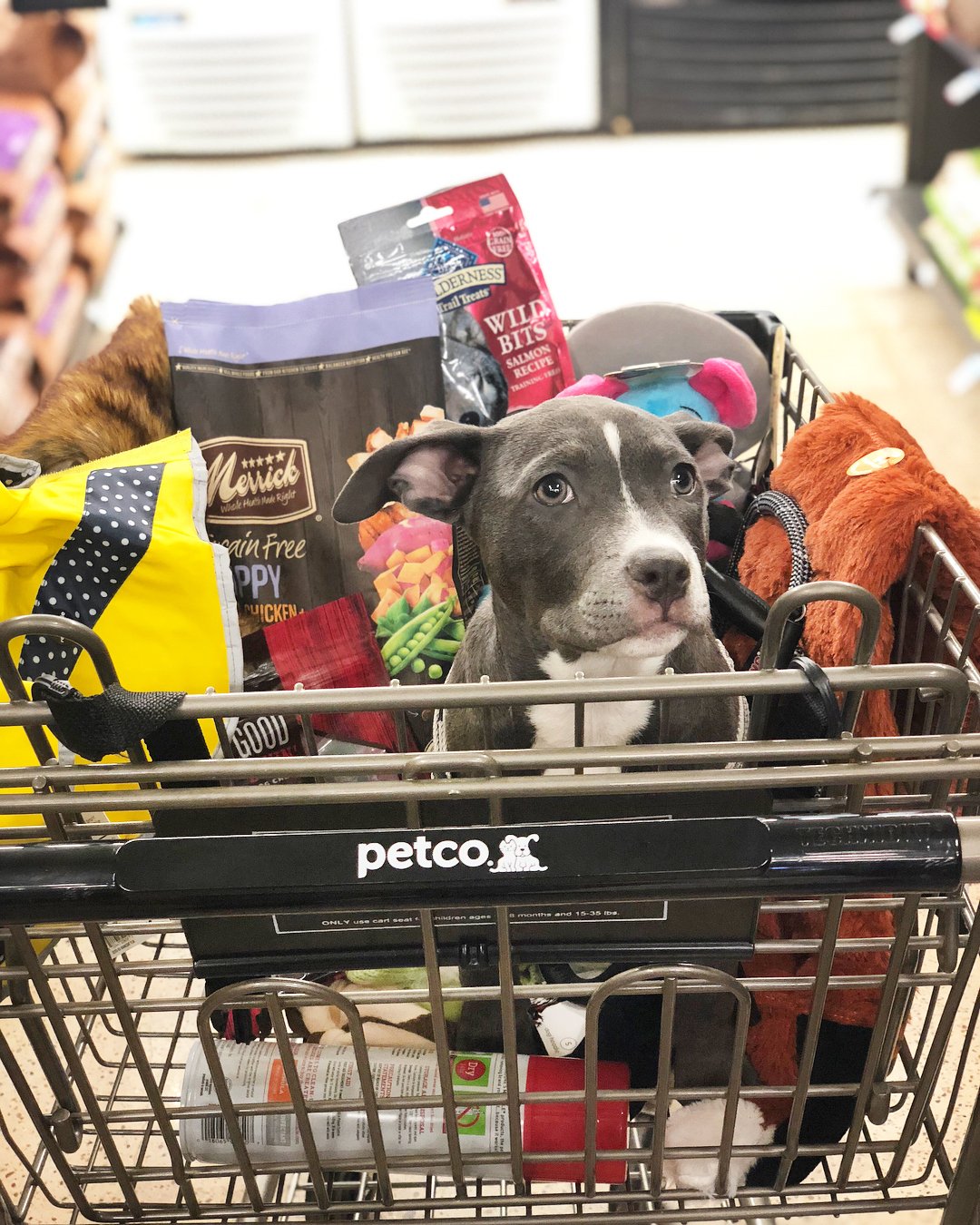 are-all-dogs-allowed-in-petco