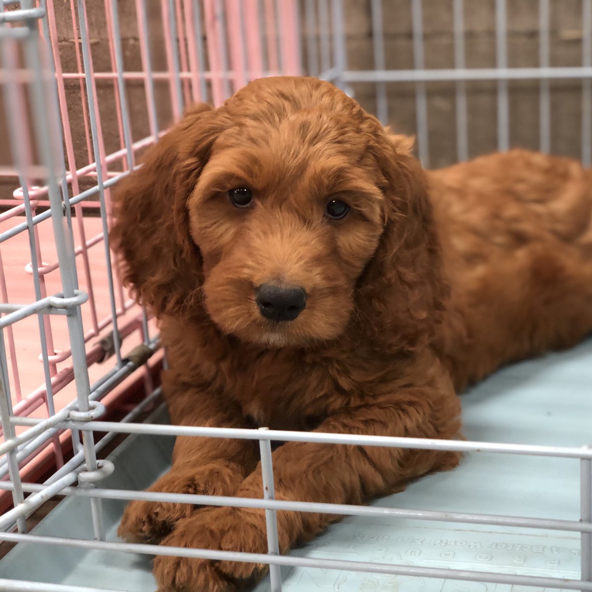 sunshine acres goldendoodles