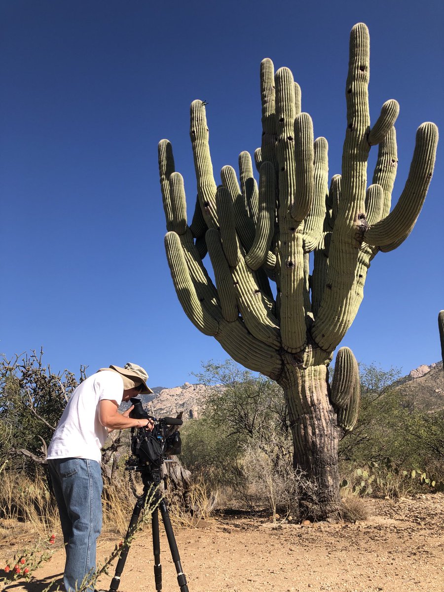 Probably the most massive saguaro I’ve ever seen.