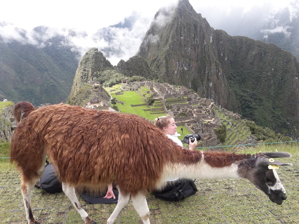 topperutrips's tweet photo. Come to #Peru and visit #machupicchu on #Christmas #day or new #year, we have #promotional #prices on #cuscotours and  #sacredvalleytours. If you #need any #information just e-mail us, will be our #pleasure to #help you #planning a #trip of #life #time in #Cusco. #topperutrips https://t.co/MZ7qN29mJv