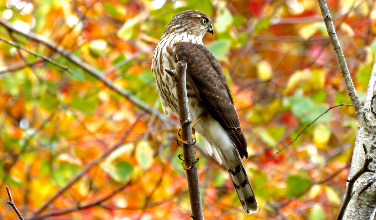 JBWR a #SharpshinnedHawk at Big Johns Pond