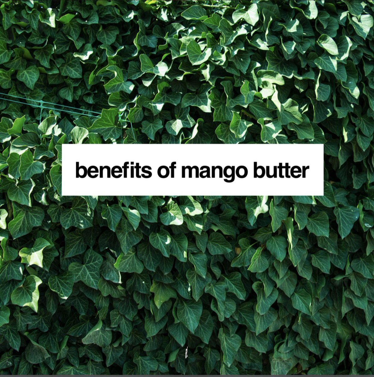 ShopPerfectP's tweet image. Benefits of Mango Butter✨

Learn about some of the ingredients we use in our homemade products. 
#shopperfectpetals #homemade #bodyproducts #healthyskin #healthyskincare #mangobutter #skincaretips #shoplocal #chicago