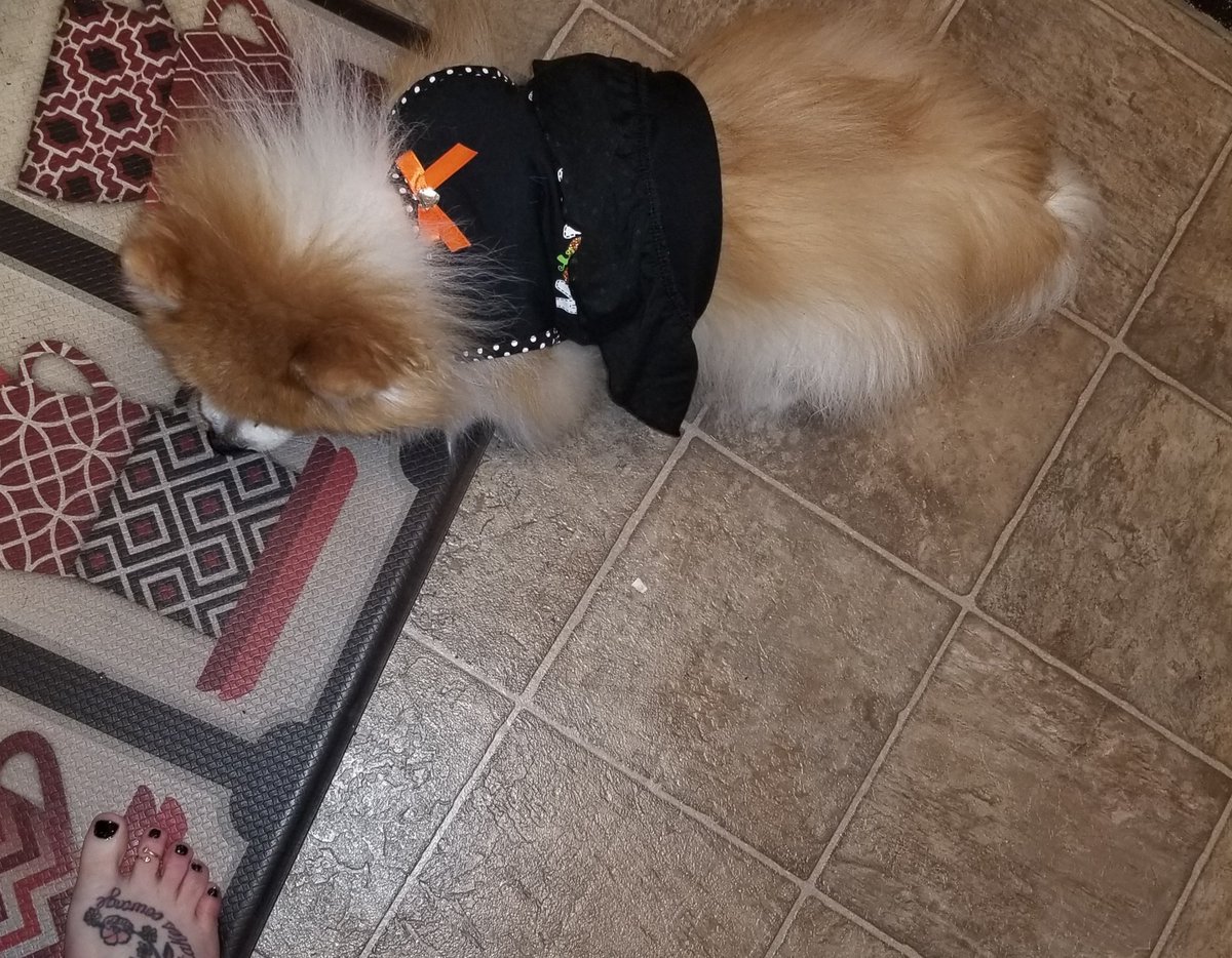 HotlantaF30's tweet photo. When you had a fat girl summer instead of a hot girl summer so the new Halloween dress is now a Halloween tube top 🤣😂🤣😂  #FatDogProblems #TooMuchFur https://t.co/TH9NTwQJNi