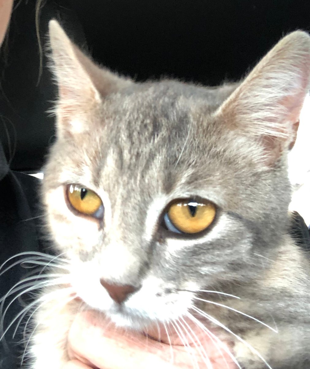 forthepurr's tweet photo. #FunCatFacts! In ancient #Egypt cats were worshiped & the death penalty was imposed for killing a cat, even accidentally. They also forbade exporting cats out of the country. #Cats #Kittens #AllCatsMatter #FridayThoughts #CatsOfTwitter #CatsRule #LoveCats #RoyalCats https://t.co/kYvOqxSylc