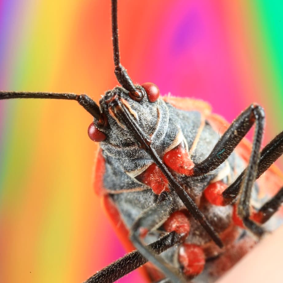 pocketmacro's tweet photo. Happy Friday 🌞🌞🌞🎊💖 here is a lovely little boxelder bug hanging out on my finger 😊. These little guys bring me joy since they keep me entertained in the fall and winter 💖💫😁.
#boxelderbug #vibrant #bugbuddy #buddy #cool #awesome #friendly #fridayFun #TeamCanon https://t.co/35kakoXD2S