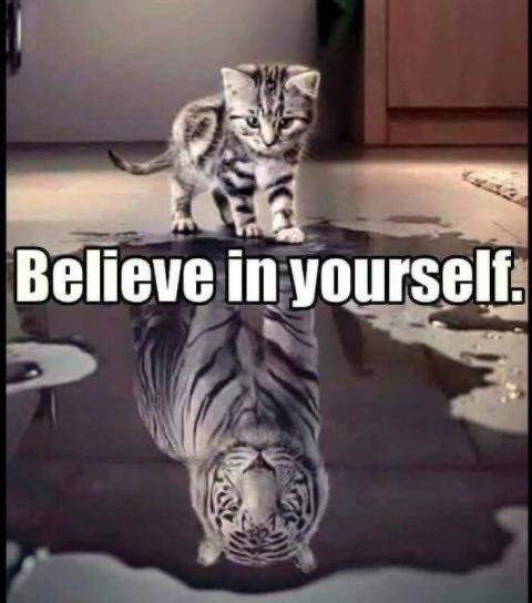 Phoenixfbrescue's tweet photo. #StrongerTogether #GirlsWithNoLimits 🐾🧡 @Cat_The_Vet https://t.co/5Ecl71UuT1