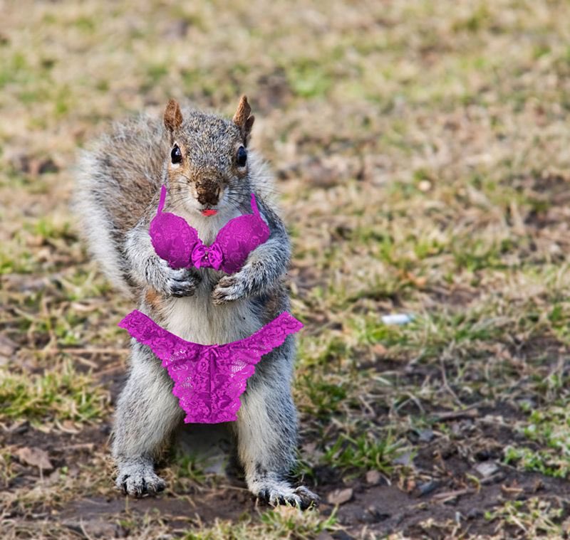 “In Florida, even the squirrels wear bikinis! 