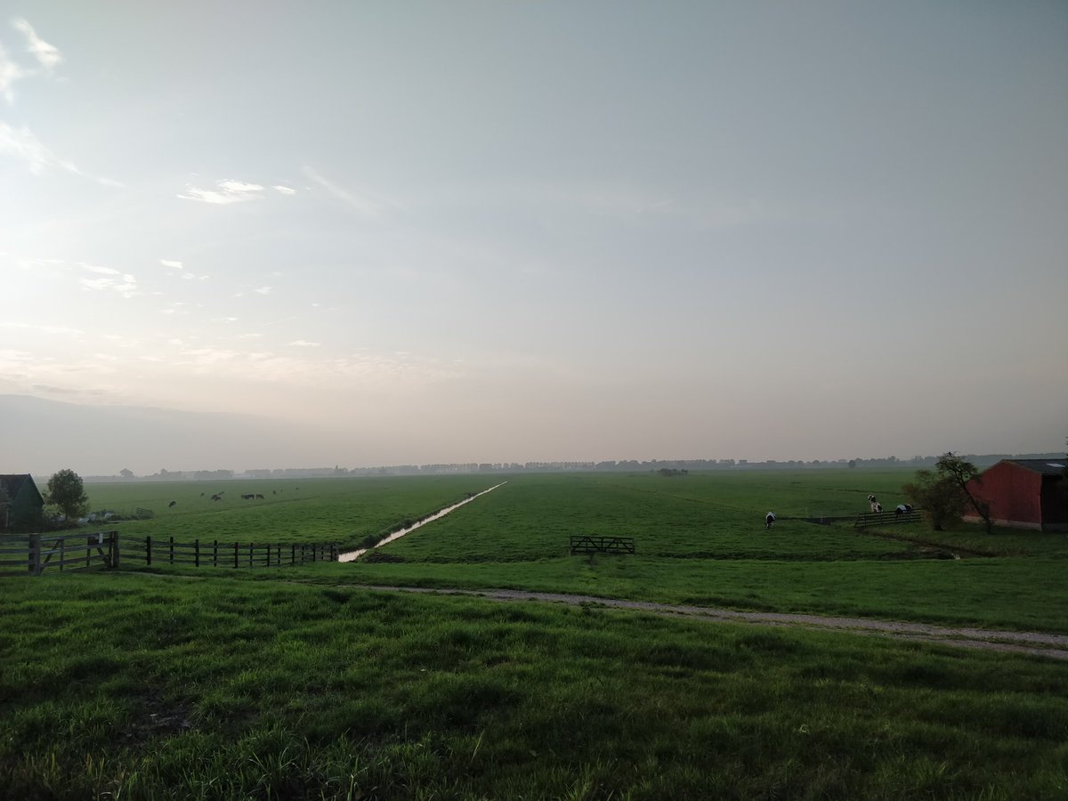 Dutch mountains #nature in the #city #weiland #meadows #koeien #cows #sky #lucht #Netherlands #FarmLife #green