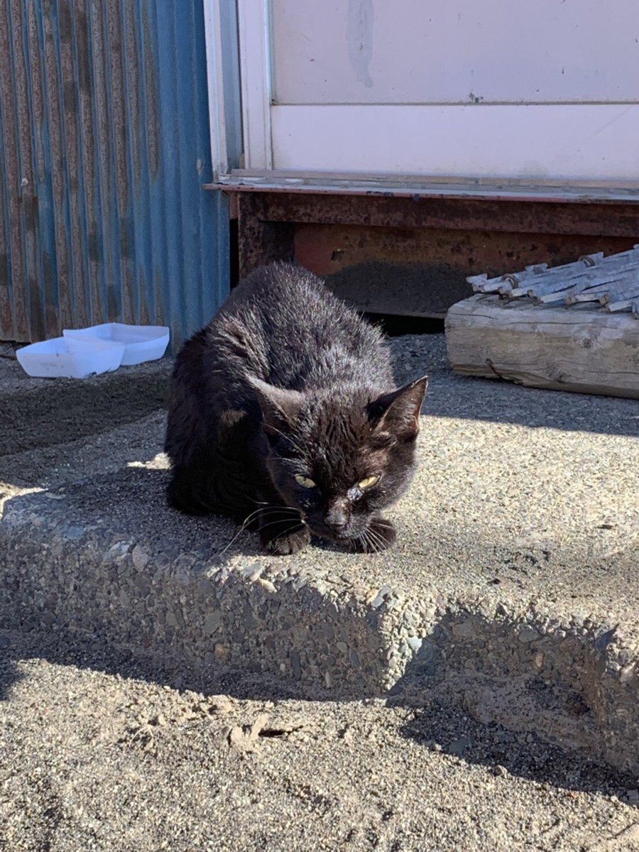 鋭い目つきの野良猫を可愛がるようにしたら ビフォーアフターがまるで別人 愛情は伝わる Togetter