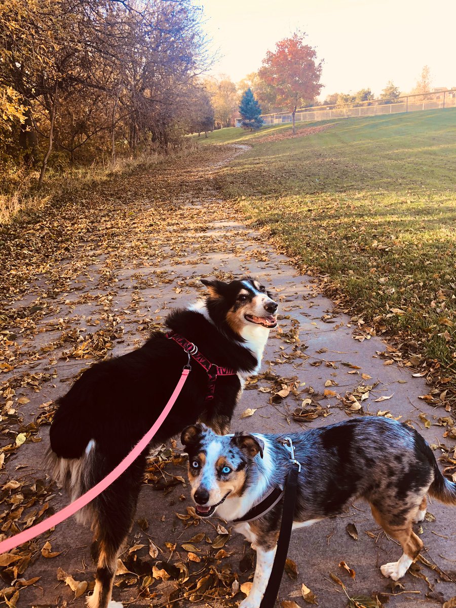 lautterback33's tweet photo. This absolute best way to end my work week is taking these two loves for a long walk. Jazy and Mani love walking in the crunchy leaves and I enjoy seeing the change in colors. ๐๐๐ฟ#startyourweekendoffright #HappyFriday https://t.co/X4sEXIcuui