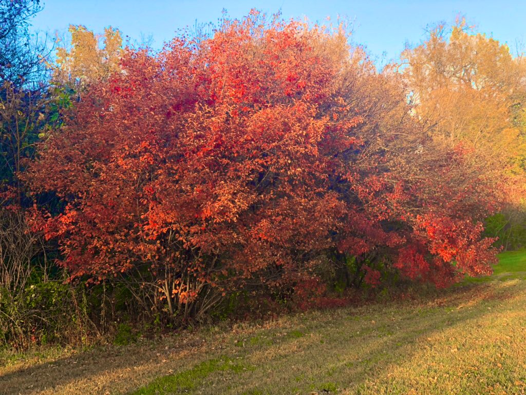 lautterback33's tweet photo. This absolute best way to end my work week is taking these two loves for a long walk. Jazy and Mani love walking in the crunchy leaves and I enjoy seeing the change in colors. ๐๐๐ฟ#startyourweekendoffright #HappyFriday https://t.co/X4sEXIcuui