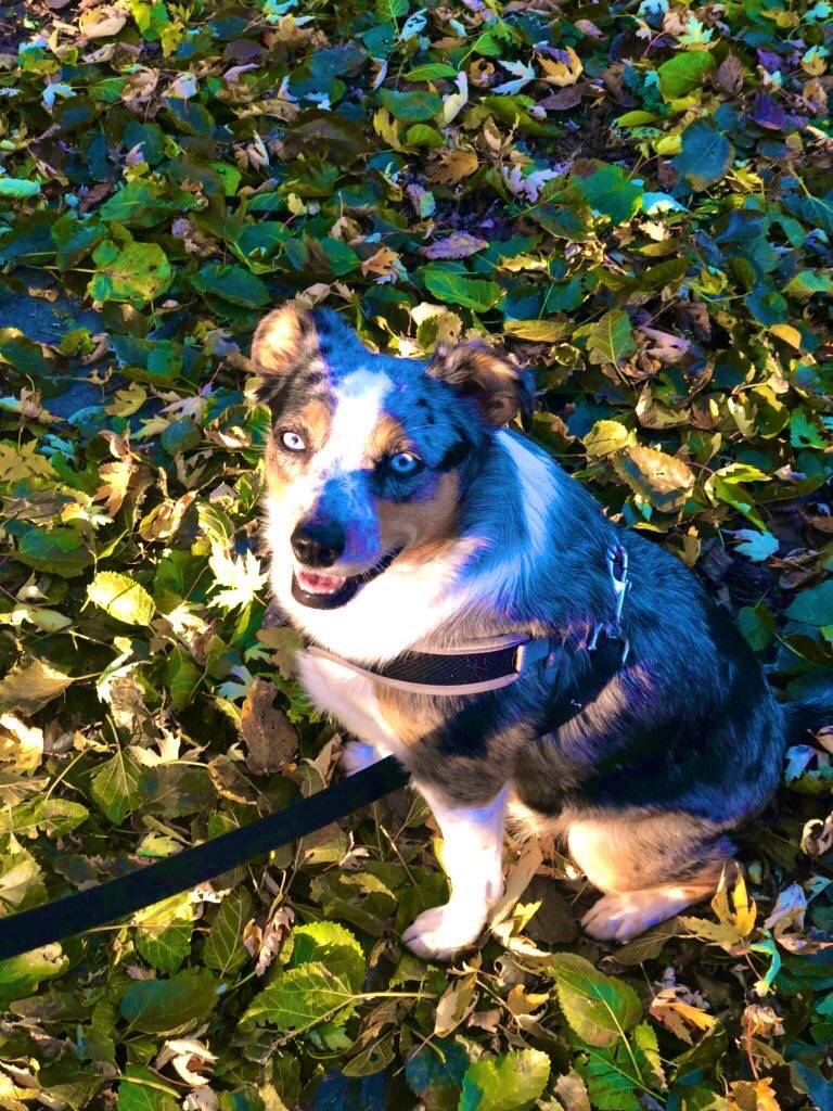 lautterback33's tweet photo. This absolute best way to end my work week is taking these two loves for a long walk. Jazy and Mani love walking in the crunchy leaves and I enjoy seeing the change in colors. ๐๐๐ฟ#startyourweekendoffright #HappyFriday https://t.co/X4sEXIcuui