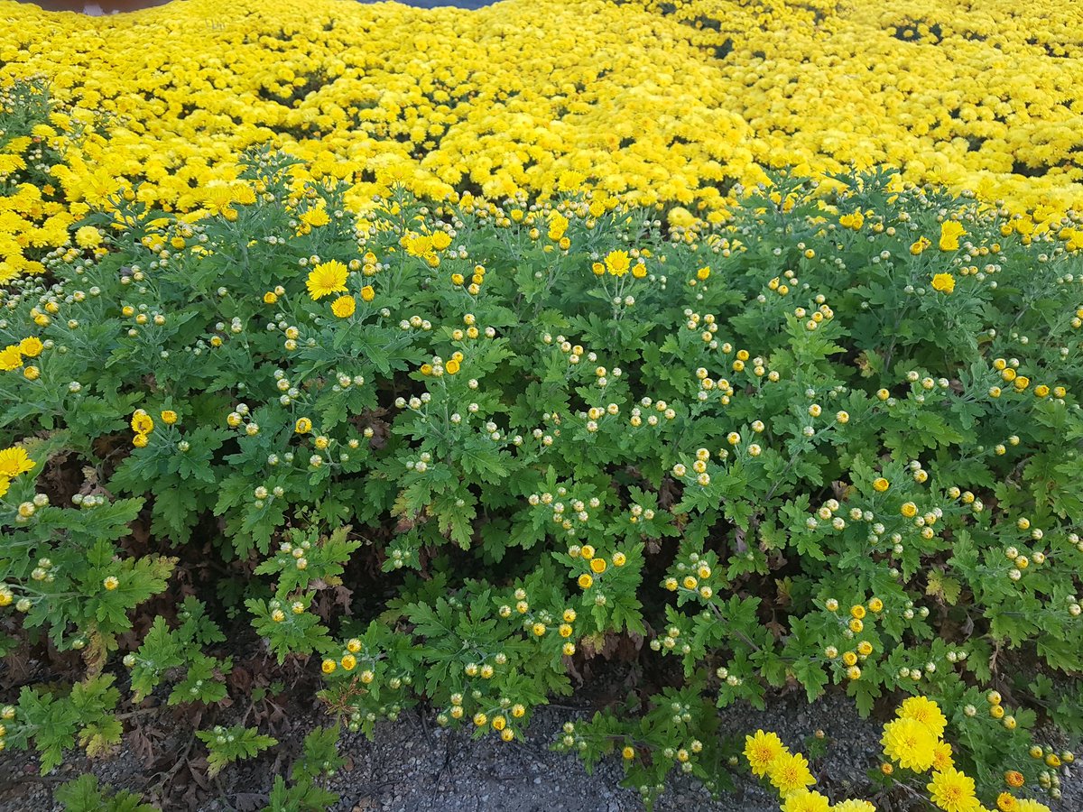 아침에 기운을
향기 가득히
국화 꽃에서 받네요

꿀벌은 어디 갔는지 하나 없고,

산책길 잠시 눈을돌리니
이런 호사입니다
