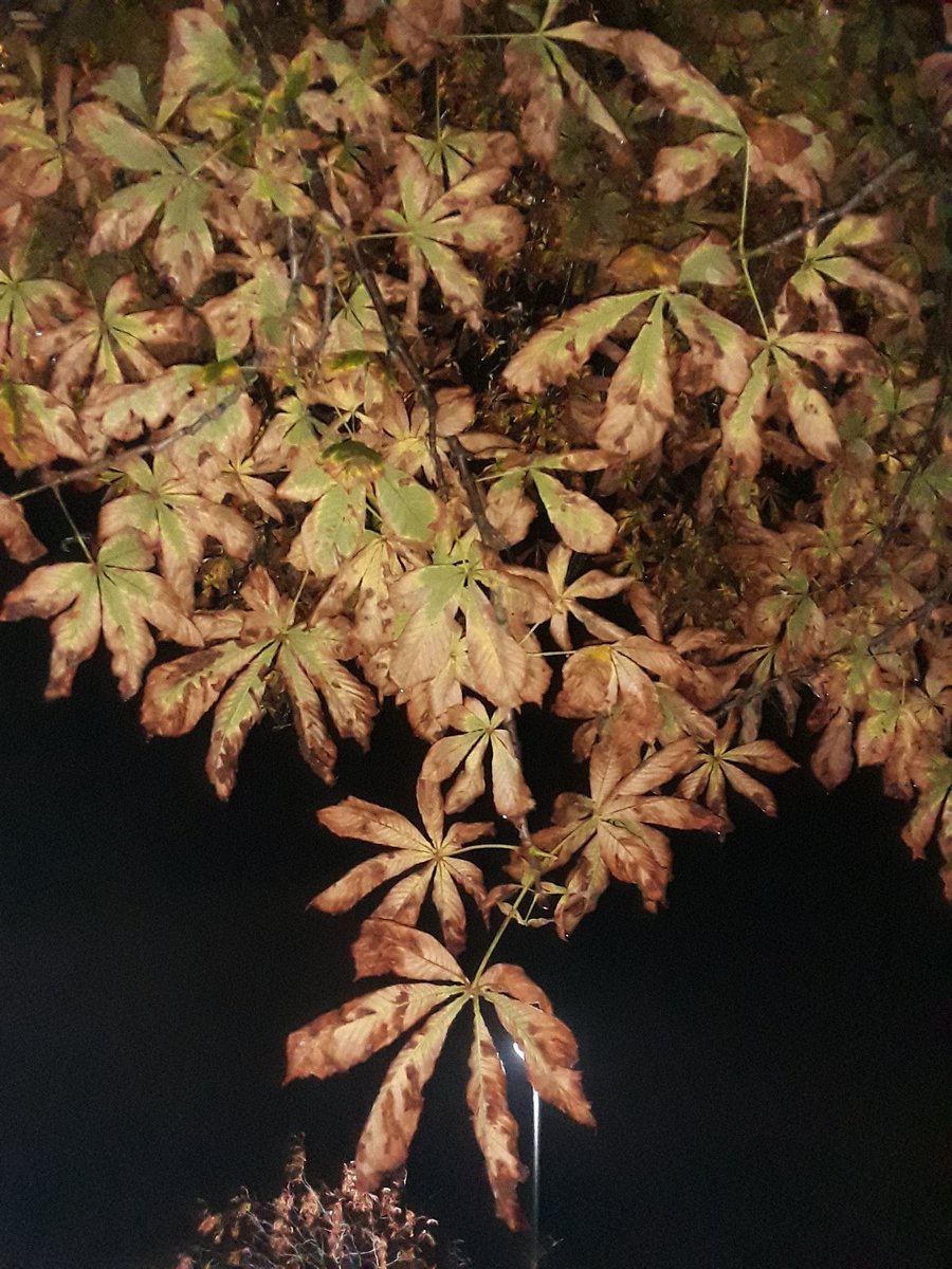 farrahraja's tweet image. #chinarleaves
#chinartree 
#Azadi