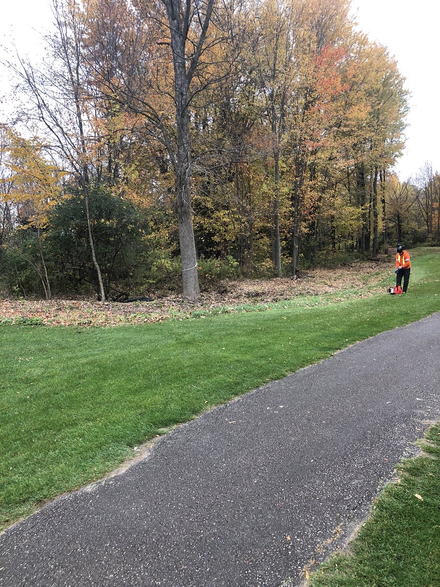 ryanarthur21's tweet photo. Spent the late afternoon falling this monster of a dead ash tree- large hazard removed @CobbleHillsGolf #sticksfordays #timber #cleanupisle18 https://t.co/dYCP45118s