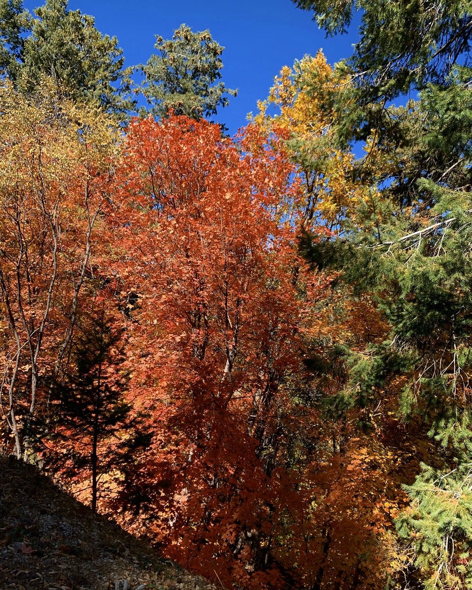 totallytucson's tweet photo. Found some! Near the top of Mountain Lemmon hiking this morning - brilliant Fall colors. Probably more will turn next week. Going crazy over leaves turning in #Tucson. Today we hiked Incinerator Ridge. #fallintucson #fallcolors🍁🍂 #hiking #tucson #visittucson @VisitTucsonAZ https://t.co/foFkJjaXTh