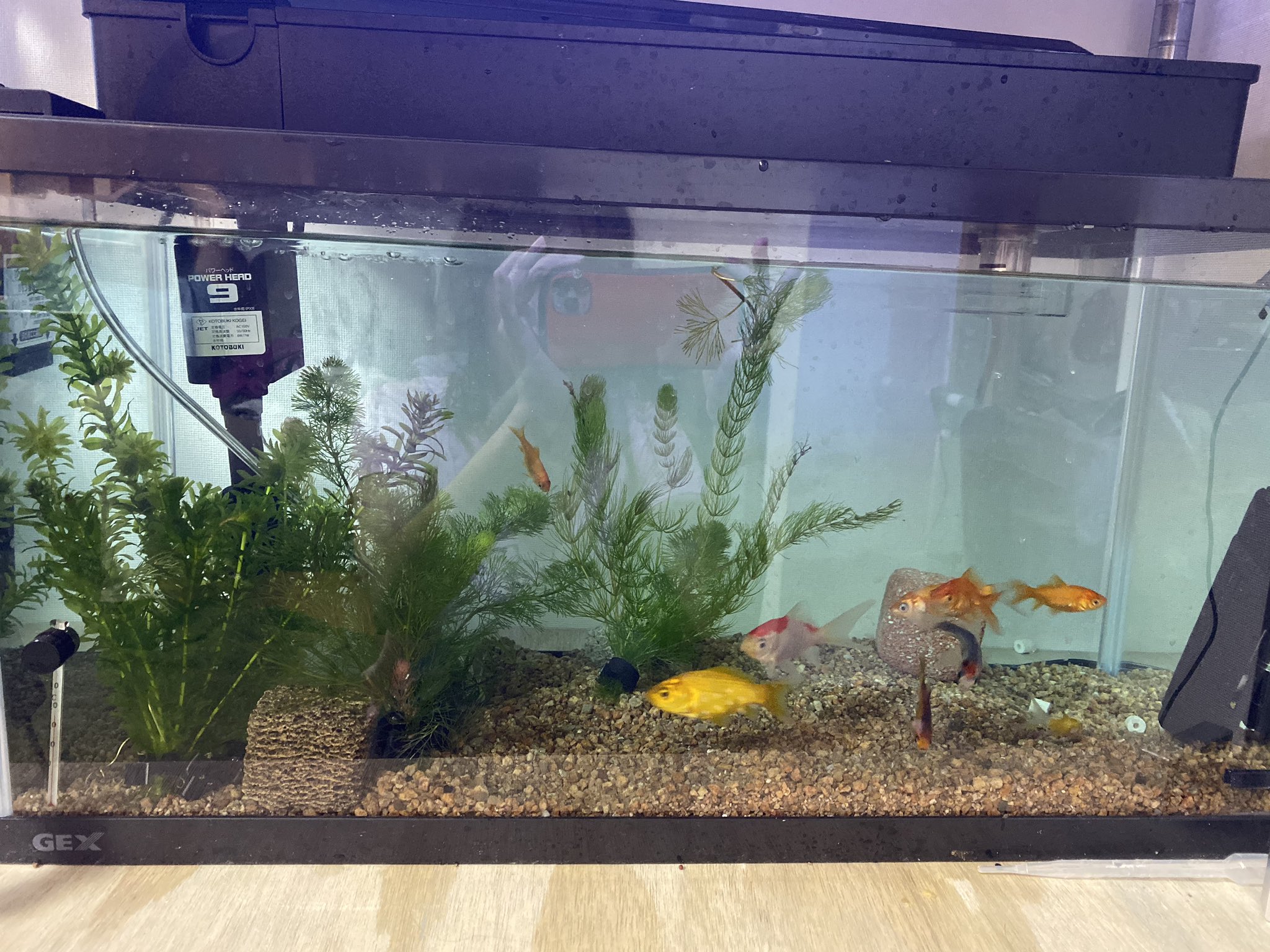 しぃちゃん 金魚 陸亀 和金本水槽で白点が発生してしまいました 吸着系ろ材と貝類をとりだし本水槽ごとヒコサンzを規定量 いれました その間取り出した吸着系炉材はどうしたらいいでしょうか 本水槽での発生は初めてなので些細なことでも教えて