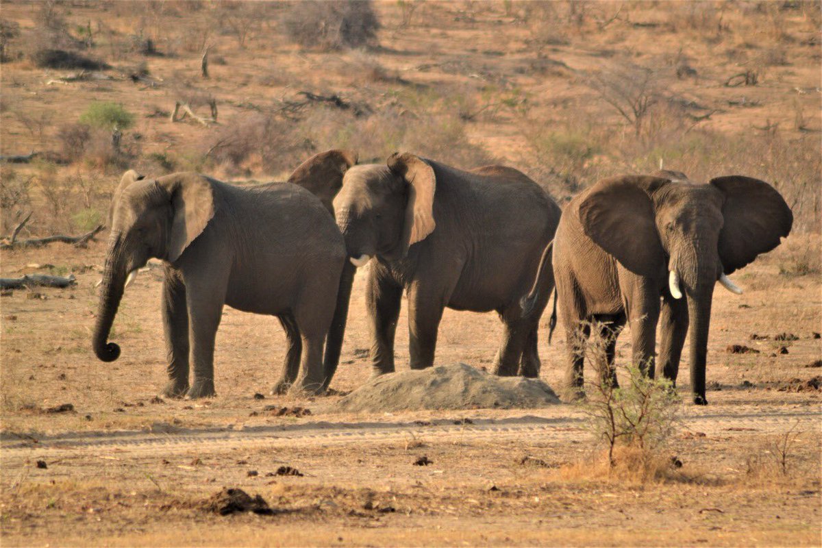 HERD_Elephants's tweet photo. Three of the strong male bulls of the Jabulani herd.

From left: Jabulani, Sebakwe (most dominant Male of the herd) and Somopane.

#elephants #southafrica #elephantorphanage #elephantbull #elephantconservation https://t.co/6wmSnlLkVd