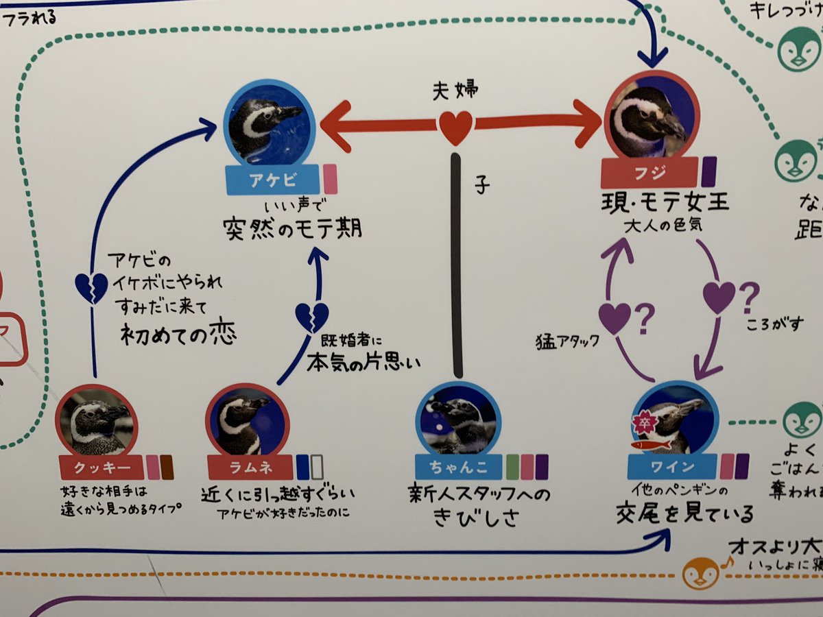 すみだ水族館 京都水族館のペンギン相関図が濃すぎ 元カレが父親で今は恋敵 17歳差カップル爆誕にスタッフも震える Togetter