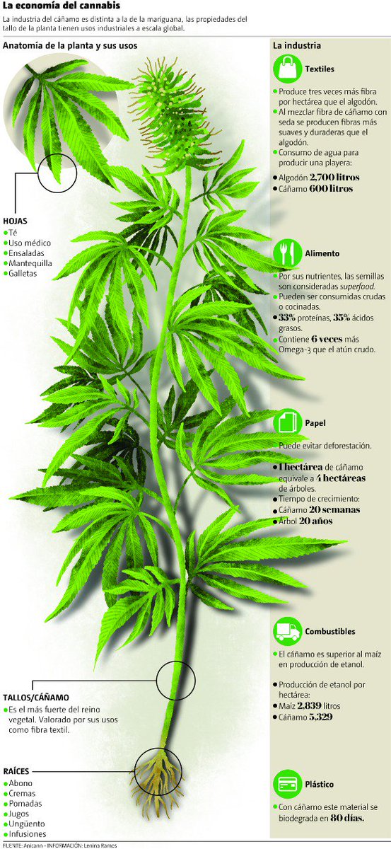 El #cannabis puede evitar la deforestación ya que el cáñamo tarda en crecer 20 semanas, mientras que un árbol tarda 20 años, consulta la #Infografía sobre la industria a escala global