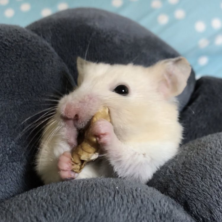 큭큭..한입에 넣어주지
....조금 버겁네...