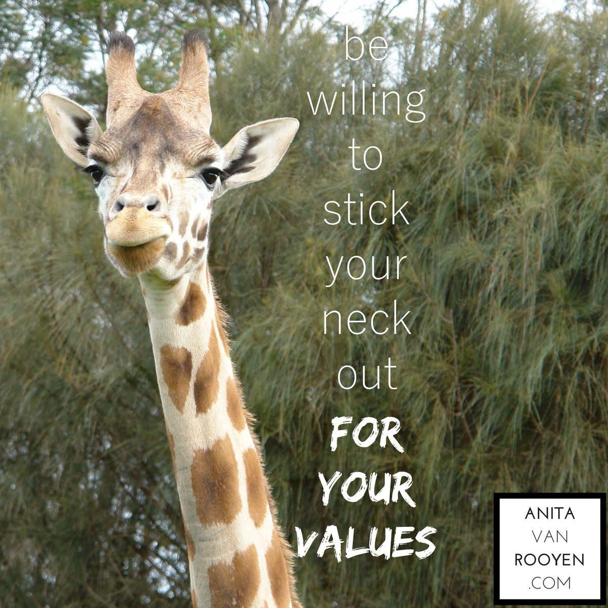 studentconfd's tweet image. Be willing to stick your neck out for your values. . #relationshiphack #values #confidencehacker #confidencecoach
