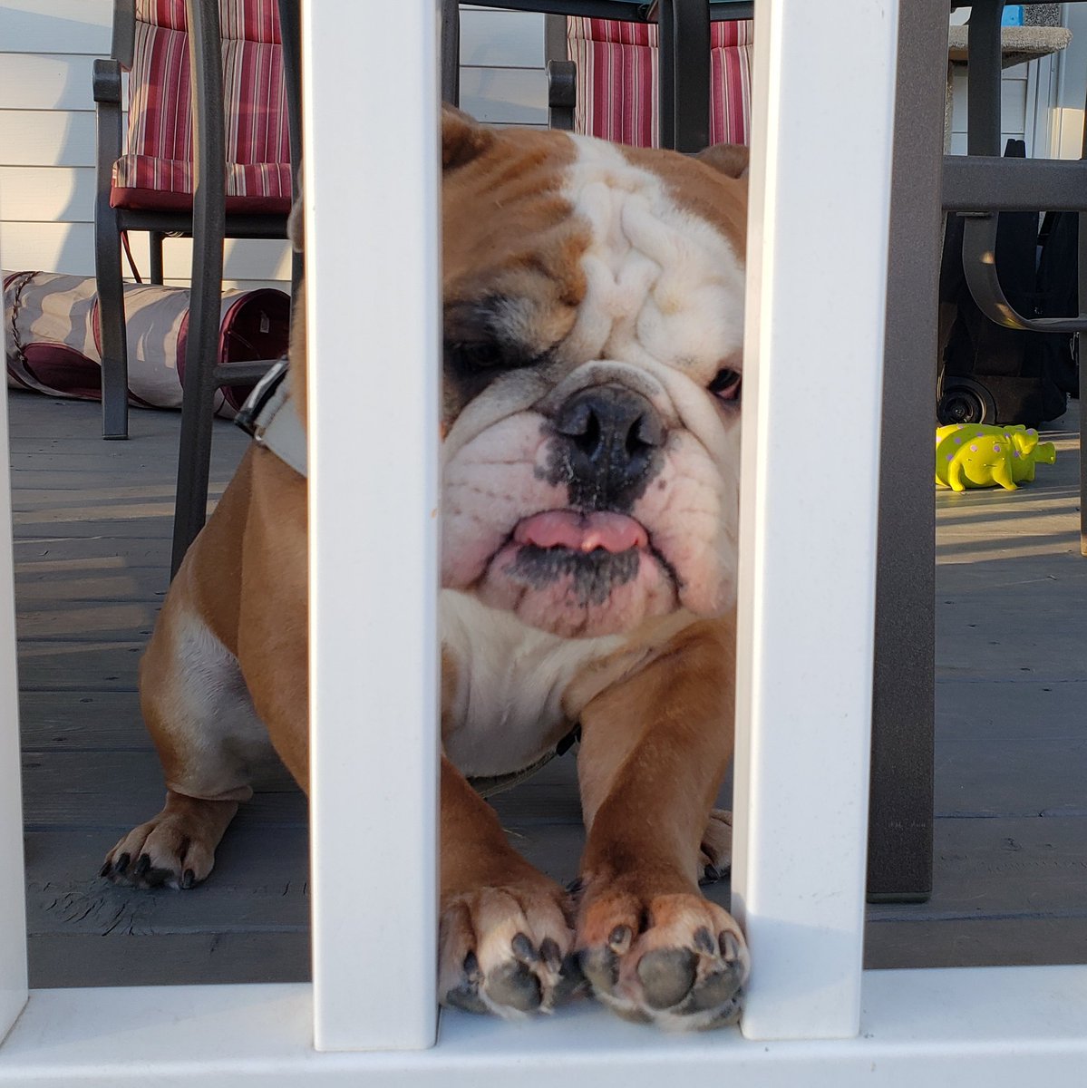 LET ME OUT OF DIS PRISION!!! 
.
.
#releaseme #lockedup #letmeout #beast #bulliesofinstagram #bulliesofig #bulldogsofig #bulldogsofinstagram #theworldofbullies #puppiesofig #puppiesofinstagram #squishyfacecrew #englishbulldogsofinstagram #doglovers #bullyinstagram