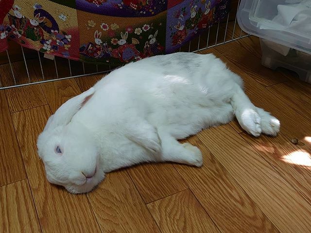 あっくん ゆず Shiggy Jr Lovelive Pa Twitter そして死亡フラグ中 さらに のおまけ付き くぅちゃん うさぎ ロップイヤー Rabbit Hollandlop 死んだふり 足元に 糞も転がる 安心してください生きてます 写真撮ったら目覚めた T Co あっくん ゆず Shiggy Jr Lovelive Pa Twitter そして死亡フラグ中 さらに のおまけ付き くぅちゃん うさぎ ロップイヤー Rabbit Hollandlop 死んだふり 足元に 糞も転がる 安心してください生きてます 写真撮ったら目覚めた T Co