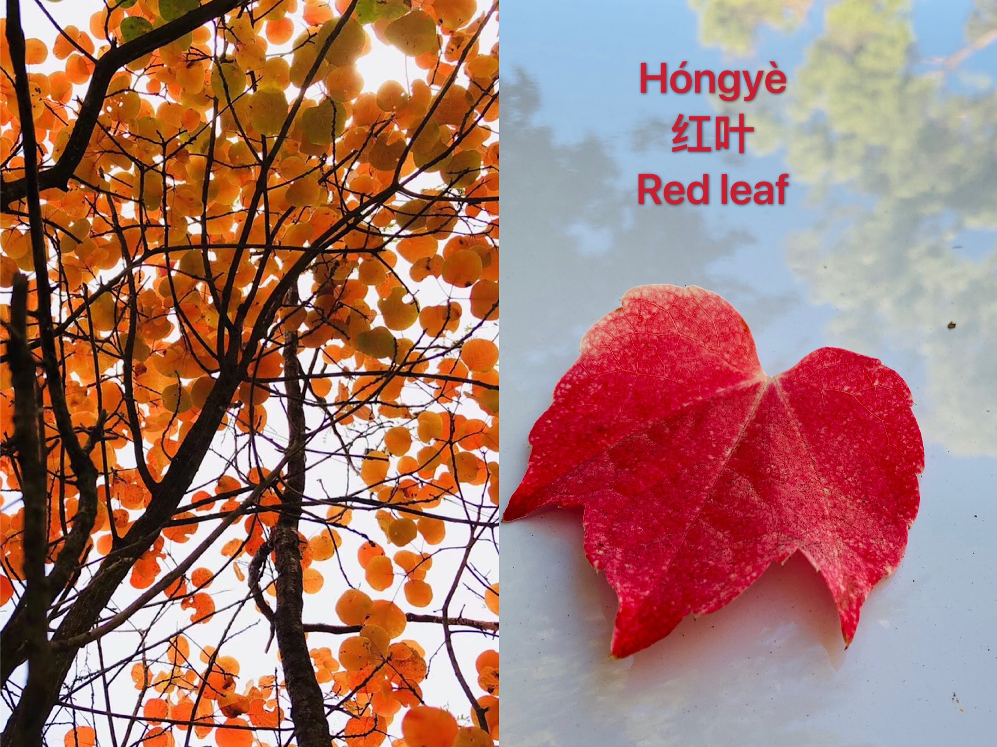 Learn Chinese With May Qiutian Yǒu Meili De Hongye 秋天有美丽的红叶 There Are Beautiful Red Leaves In Autumn Learnchinese Learnmandarin Chineselanguage Mandarinlanguage 学汉语 学中文 T Co Wb9knswsn1