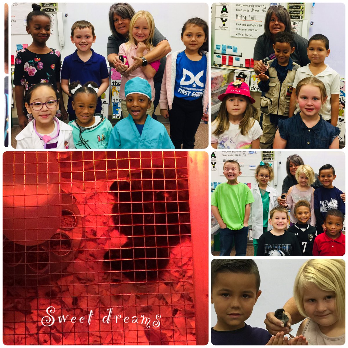 Poni3kj's tweet image. First friends and feathered friends. After a busy day at school, these four fuzzy friends are resting under the warmth of a heat lamp and the comfort of their buddies. #DCEfirstfriends. #CISDScienceRocks