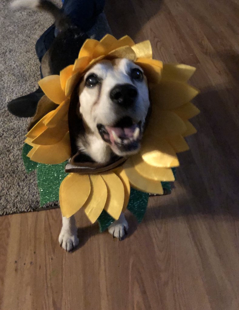 AimeeWheeler_'s tweet photo. Okay but my dog is so cutee! So happy I rescued this little guy! 💛🌻 https://t.co/3AfKm4tbBv
