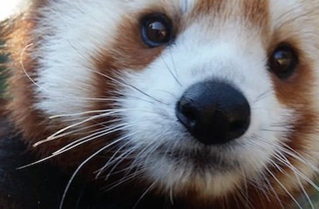 Bonjour ♥
Voici la photo trop choupinette du samedi ♥♥ Belle journée.
#pictureoftheday #picoftheday #animal #animauxmignons #animaux #pixabay