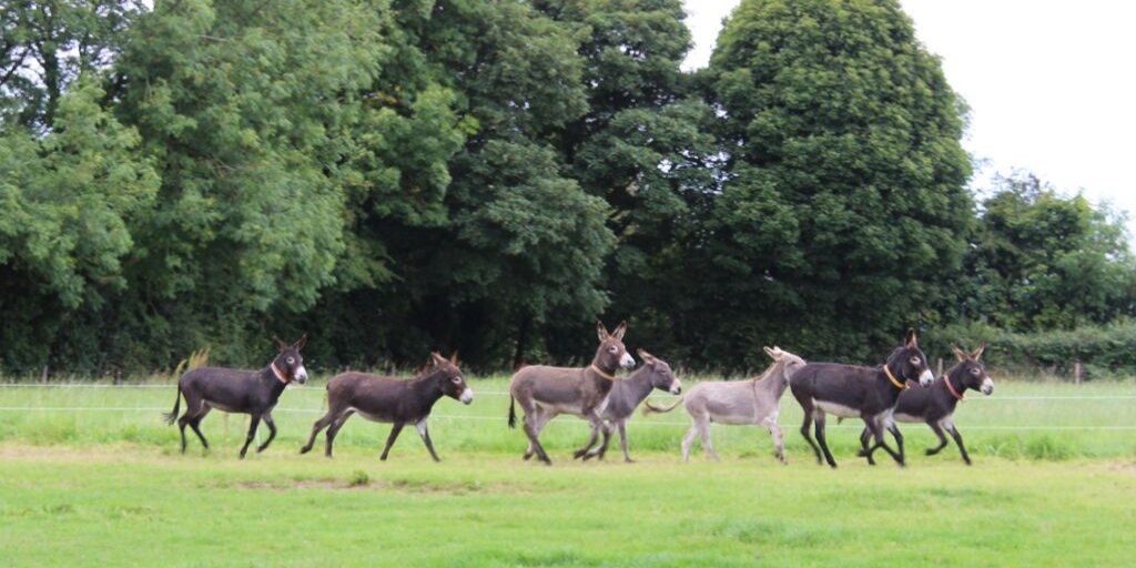 Yay! It is the October Bank Holiday weekend. We are open for visitors today, Sunday and bank holiday Monday from 10am-5pm. Come and meet our donkeys and enjoy strolling around our beautiful walkways #bankholidayweekend #midtermbreak