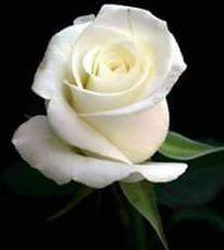 white R O S E