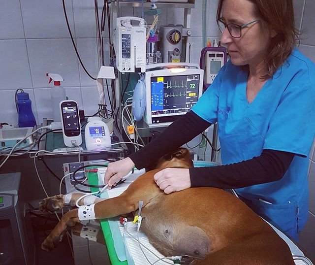 ANESTVET's tweet image. Monitoració anestèsica per a Ovariohisterectomia de XISPA. Bloqueig nervis perifèrics per a control del dolor. Monitor Multiparamètric, control de pressió arterial,  control del dolor (Monitor PTA), Pulsioxímetre 
#anestesiaveterinaria #bloqueosecoguiados #tapblock #veterinaria
