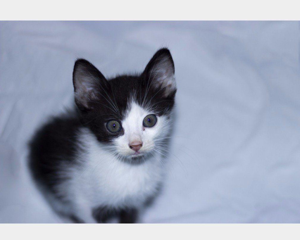 Immagini Belle : bianca, gattino, barba, il, vertebrato, bambola di pezza,  Reggi, Gatto norvegese della foresta, van turco, di piccole e medie  dimensioni gatti, gatto come mammifero, carnivora, gatto a pelo lungo, image size:1009x808